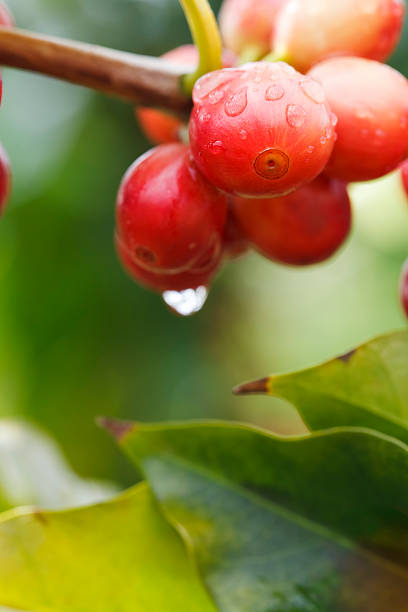 café kona árbol - kona coffee fotografías e imágenes de stock