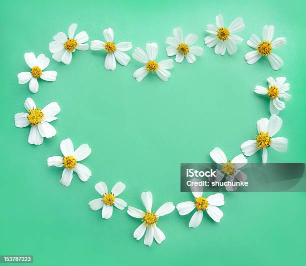 Daisys - Fotografie stock e altre immagini di Accudire - Accudire, Amore, Astratto