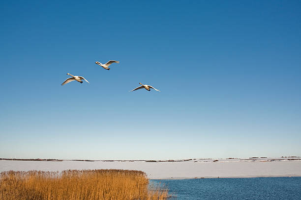 istock The swan lake 153787288