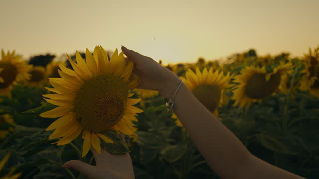 SLO MO Hands Embrace the Beauty of a Sunflower, Basking in the Enchanting Field at Sunset