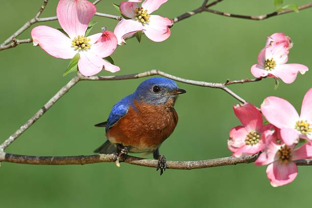 istock Bluebird with Dogwood flowers 153787452