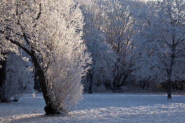 Trees covered with snow in the sunlight stock photo