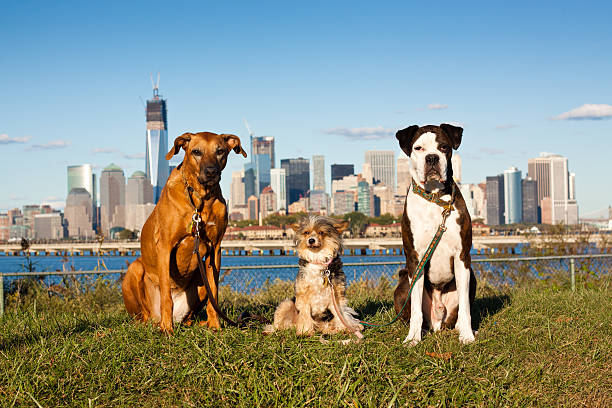 hund pack sie auf manhattan - group of dogs stock-fotos und bilder