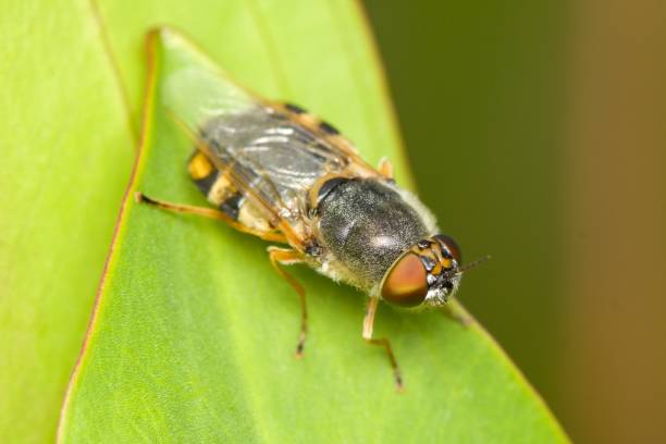 istock The ornate brigadier fly (Odontomyia ornata) in natural habitat 1537884528