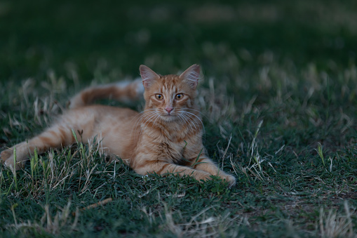 Ginger stray kitten is looking at the camera on grass.