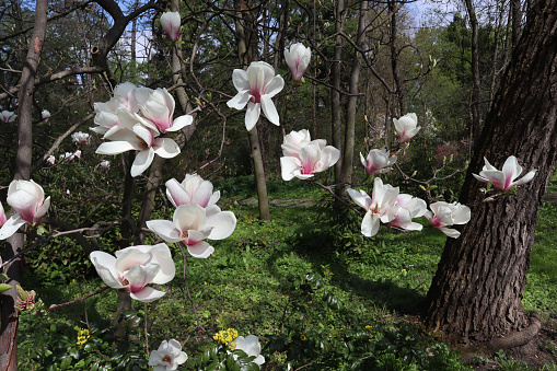 Magnolia tree with white-pink flowers on the branches on a sunny day, Sulange magnolia