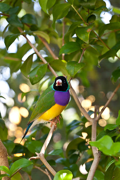 Lady Gouldian finch Lady Gouldian finch perched in the early morning gouldian finch stock pictures, royalty-free photos & images