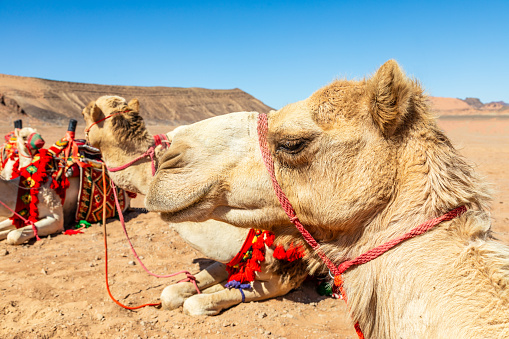 Dromedary Camels at the Souq Al Jamal camel market in Riyadh Saudi Arabia on a sunny day.