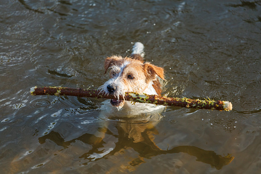 Jack Russell Terrier carries a stick in its mouth. Playing with a dog in the water.