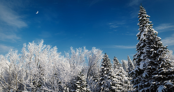 Pine trees covered with snow on frosty evening. Beautiful winter panorama at snowfall