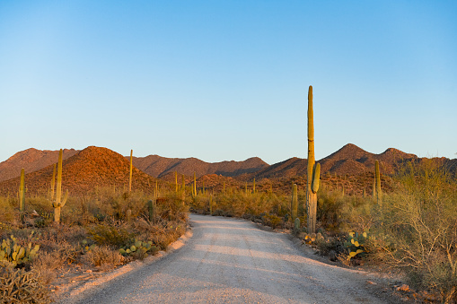 This is a photograph of a scenic dirt road through cactus covered landscape in Saguaro National Park in Tucson, Arizona, USA on a spring day.