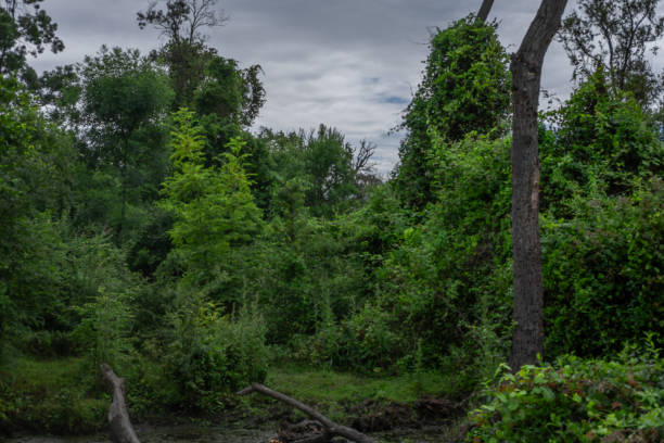 istock Karabey Longoz Forests - Karacabey, Bursa, Turkey 1537933566