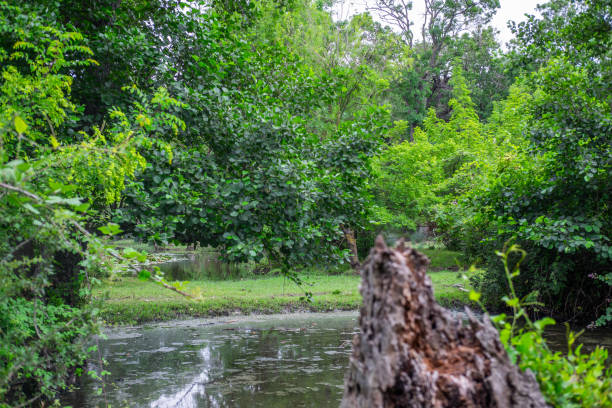 istock Karabey Longoz Forests - Karacabey, Bursa, Turkey 1537936159