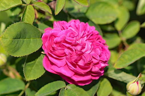 Closeup of a Gorgeous Pink Kazanlak Rose or Rosa Damascena.