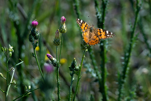 macro shot photo of daisy and butterfly landing on daisy. light winged butterfly on daisies. Shot with a full-frame camera in daylight.