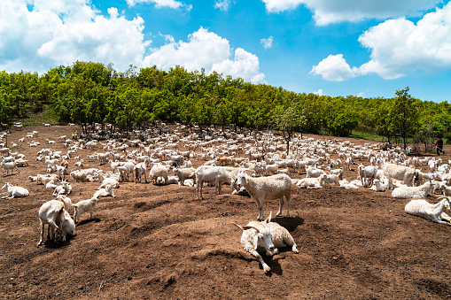 The image of the goats and kids spread in the animal farm established in the forest area. Goats returning from grazing are in the resting phase.