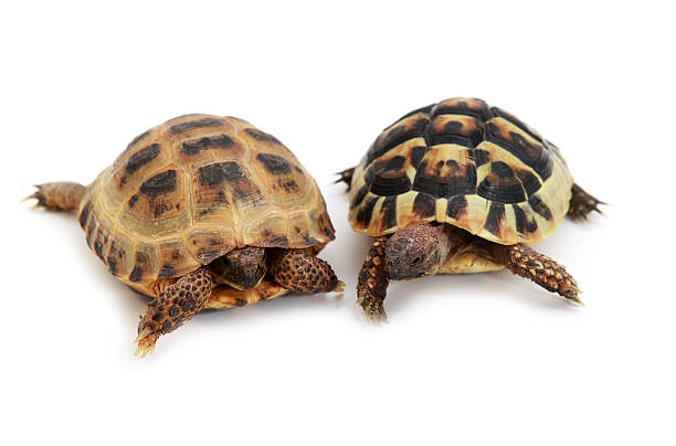 istock Russian and Hermann's tortoise on white 153795783