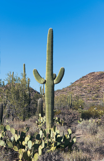 A long slender Saguaro Cactus in Catalina SP, Arizona in Catalina, Arizona, United States