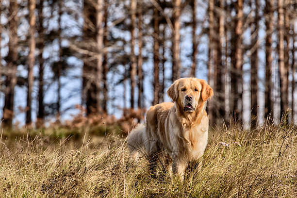 golden retriever draußen - trained dog animals hunting labrador retriever golden retriever stock-fotos und bilder