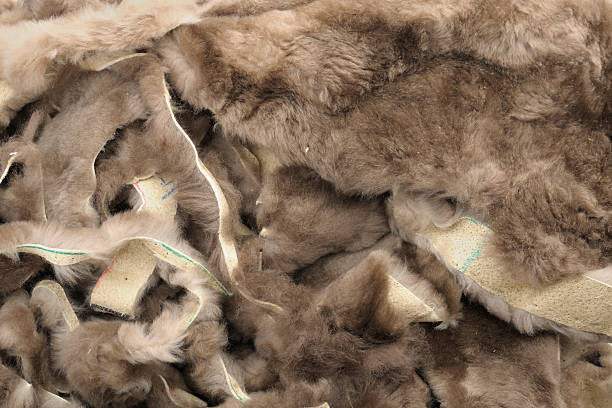 istock Beaver Fur Pelt Trimmings 153795978