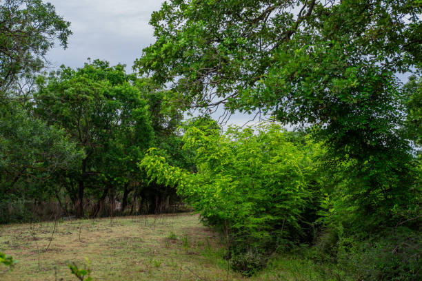 istock Karabey Longoz Forests - Karacabey, Bursa, Turkey 1537967387