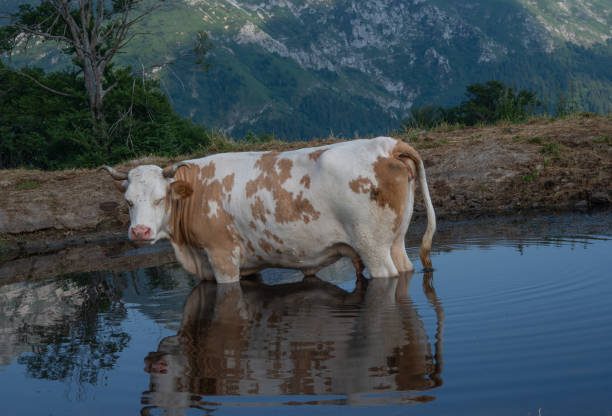 Cow immersed in the mountain lake