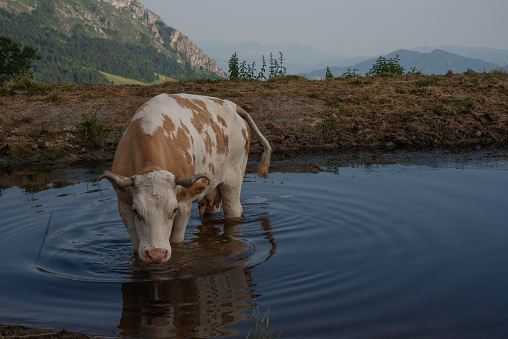 Cow immersed in the mountain lake