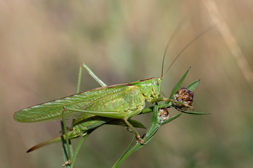 Close-up of a large green grasshopper (Tettigonia viridissima) perched on a stem of a plant.