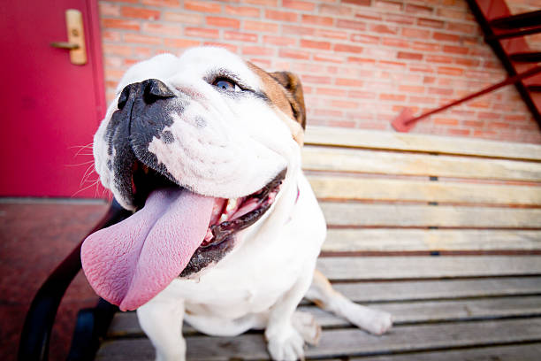 istock English Bulldog 153798121