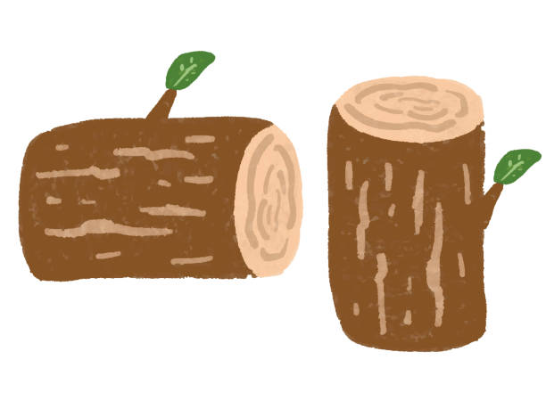 ilustrações de stock, clip art, desenhos animados e ícones de watercolor hand drawn style stump log illustration 2 types - wood lumber industry tree ring wood grain