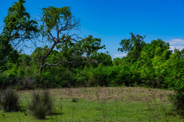 istock Karabey Longoz Forests - Karacabey, Bursa, Turkey 1538018568