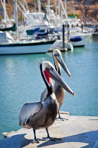 Medium group of pelicans at a marina