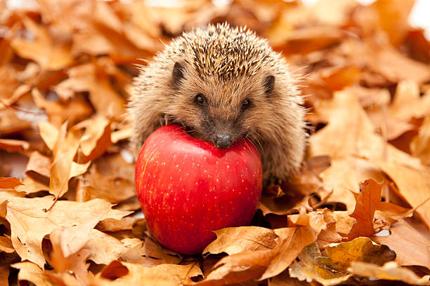 Hedgehog sitting on leaves stock photo