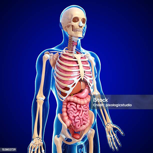 Foto de Todas As Partes Internas Do Corpo Humano E Estômago Com Pulmões e mais fotos de stock de Abdome