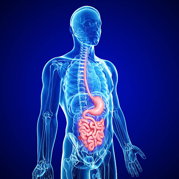 istock human small intestine and stomach anatomy 153802730