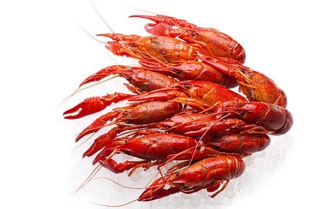 langusty na lodzie pusta biała - crayfish cajun food louisiana boiled zdjęcia i obrazy z banku zdjęć