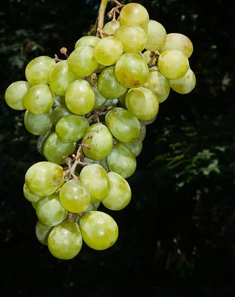Bunch of green grapes (grapes are of the genus Vitis with many species)