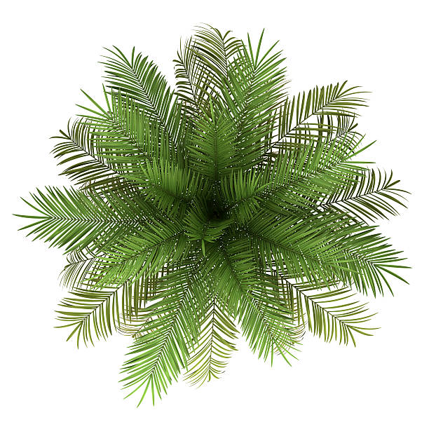istock top view of date palm tree isolated on white background 153804127