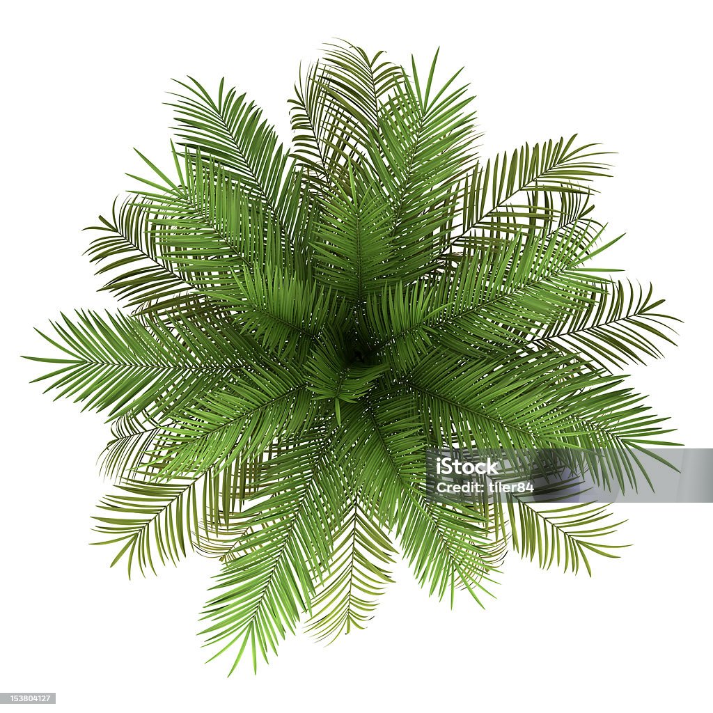 top view of date palm tree isolated on white background Palm Tree Stock Photo
