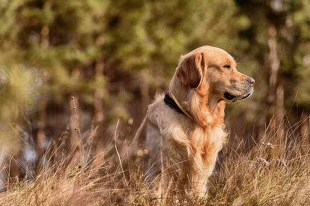 골든 리트리버 야외 - trained dog animals hunting labrador retriever golden retriever 뉴스 사진 이미지