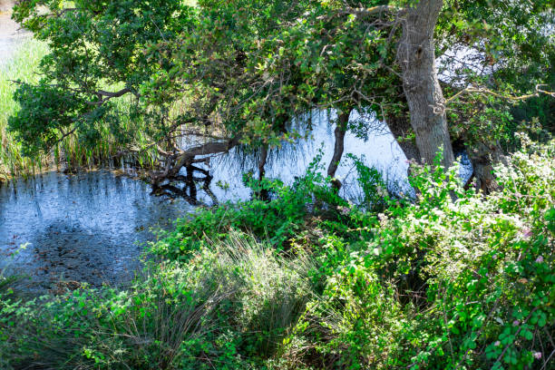 Karabey Longoz Forests - Lake Dalyan- Karacabey, Bursa, Turkey