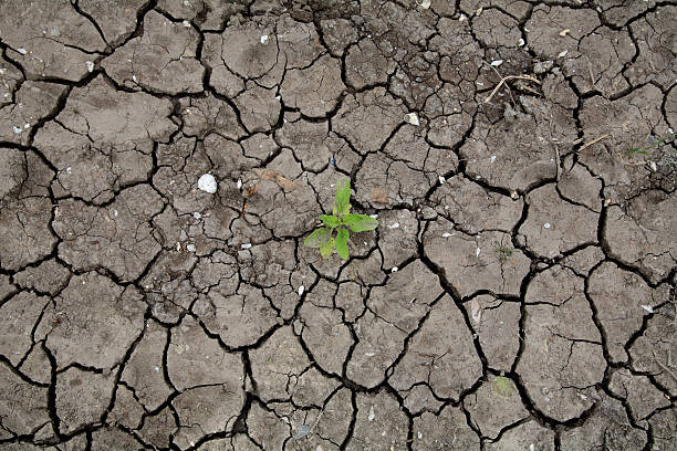 istock Alive plant on dried cracked earth 153805782