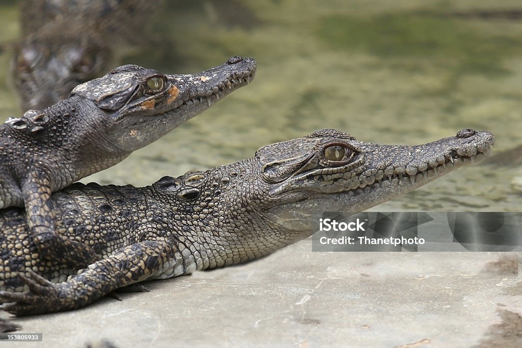 Crocodilo de acasalamento - Royalty-free Acasalamento Foto de stock