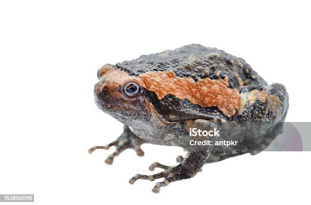 Foto de Sapo e mais fotos de stock de Anfíbio - Anfíbio, Animal, Branco