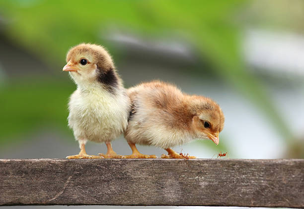 istock two of babies chicks and ants 153806334