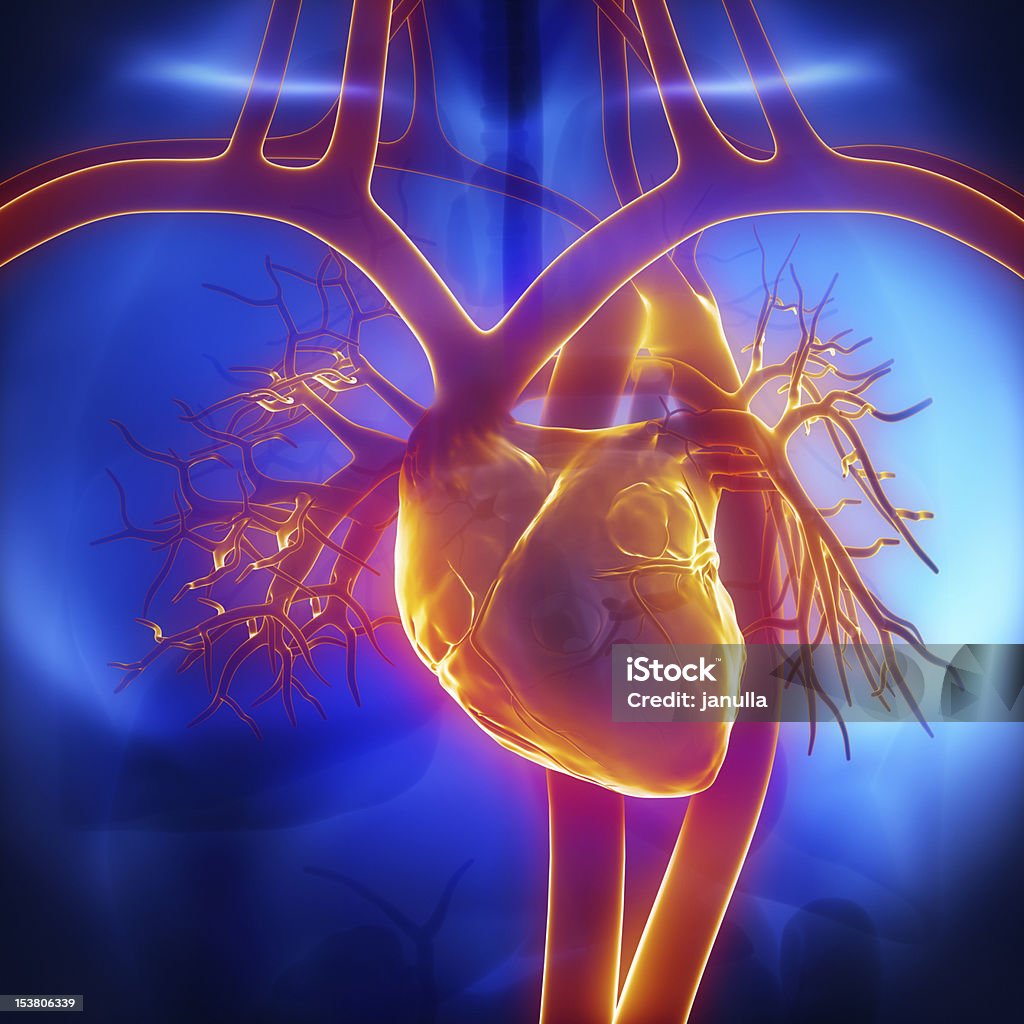 Pulmonary trunk, vein, aorta in heart 3D concept Human Heart Stock Photo