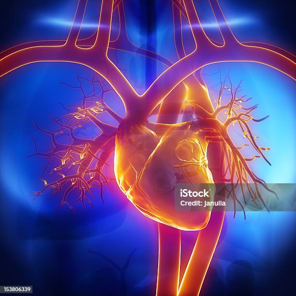 Pulmonary Trunk Vein Aorta In Heart Stock Photo - Download Image Now - Human Heart, Healthcare And Medicine, Anatomy