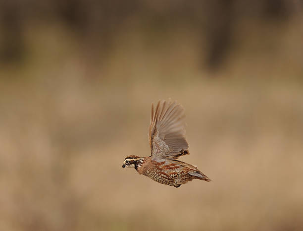 QUAIL Bobwhite Flying BOBWHITE QUAIL male  bird flying action Texas quail bird stock pictures, royalty-free photos & images