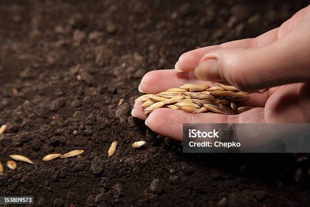 Sowing Oats Stock Photo - Download Image Now - Agriculture, Cereal Plant, Dirt