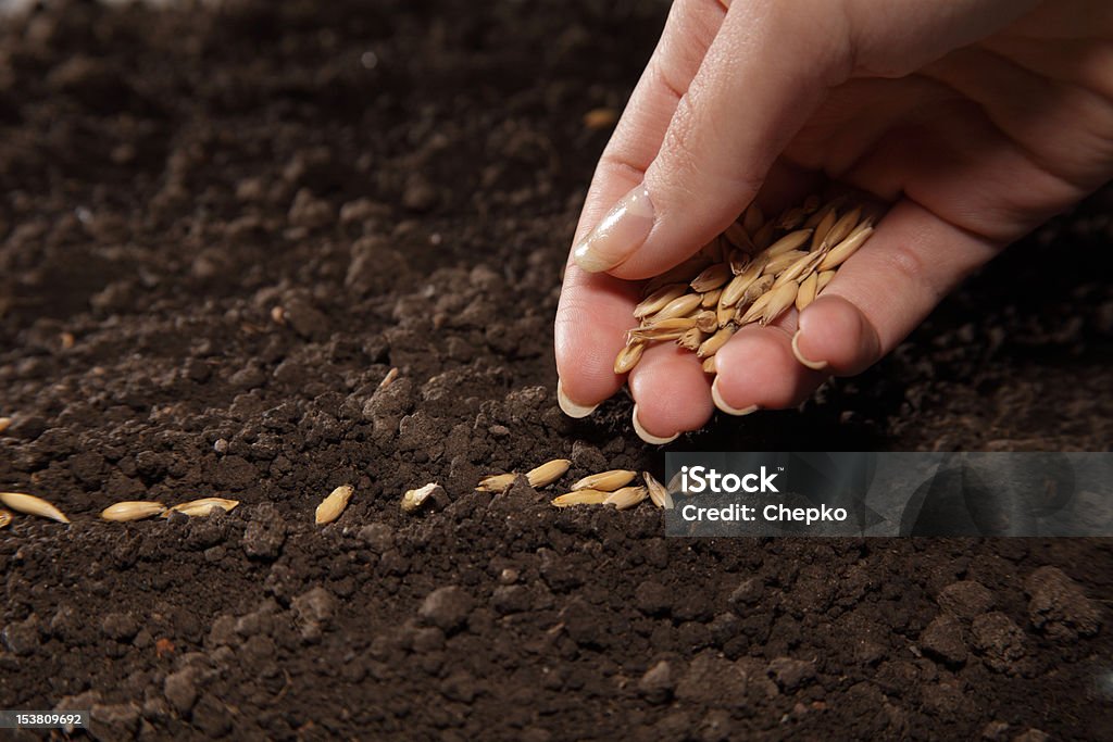 sowing oats sowing weat Agriculture Stock Photo